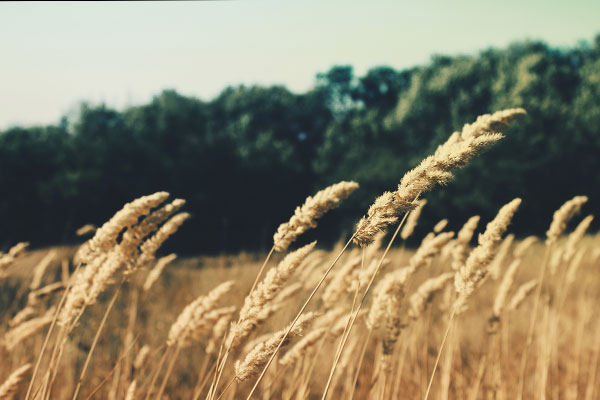 虚拟号码手机号发送平台